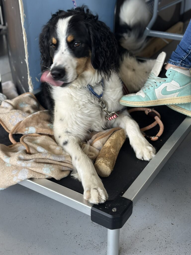 A black, white, and tan dog with curly fur is lying on a raised black mesh dog bed. The dog is licking its nose and has a blue collar with a red and white striped tag. There is a beige blanket with light blue paw prints and a large chew bone on the bed. A person wearing blue jeans and light turquoise and white Nike sneakers is sitting next to the dog, with one foot resting on the bed. The floor is gray and the background includes a blue wall and some furniture.