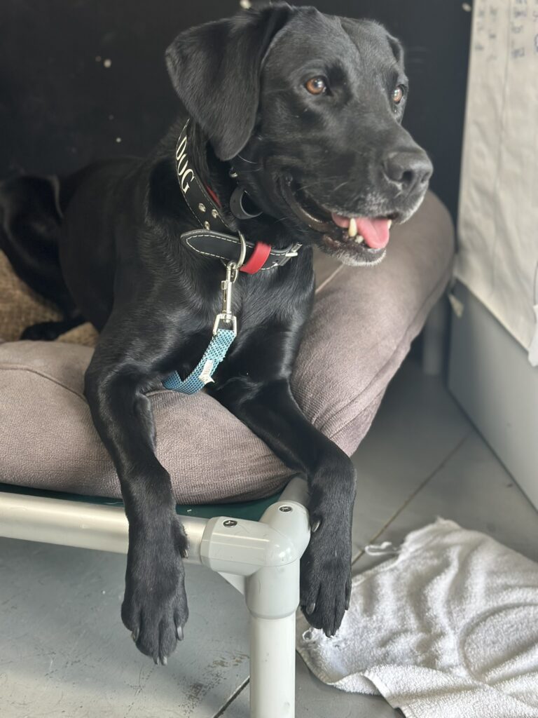 Black Labrador Retriever lying on a raised dog bed with a gray cushion, wearing a black collar with the word "DOG" on it and a blue leash attached. The dog has its tongue slightly out and is looking to the side. A white towel is on the floor nearby.